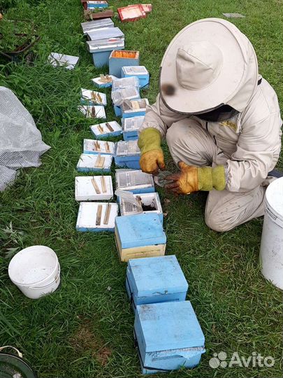 Пчеломатки и пчелопакеты Бакфаст