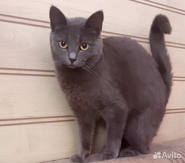 Кошечка Дотти ищет свой дом