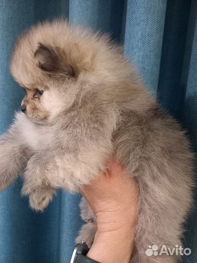 Померанский шпиц