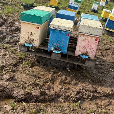 Пчелопакеты Карника