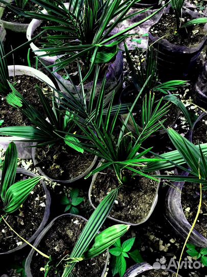 Финиковая пальма