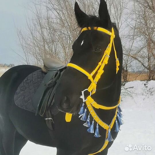 Конная амуниция. Бриджи