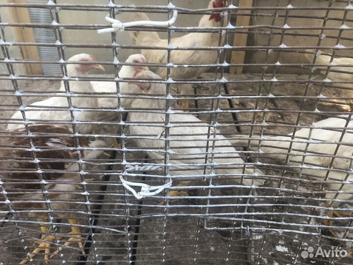 Молодые петухи