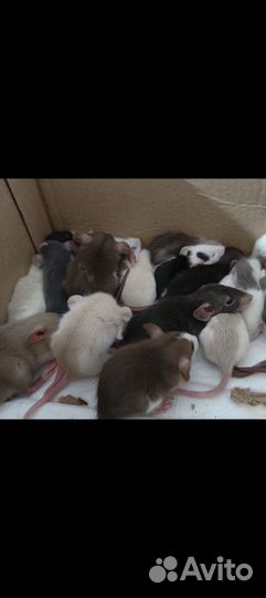 Крысята Дамбо, ручные, ласковые, очень общительные