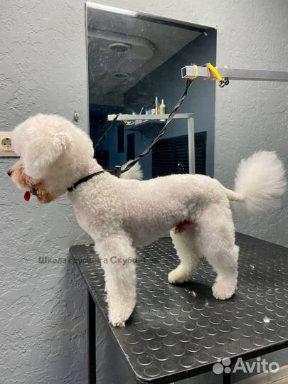 Стрижка собак и кошек