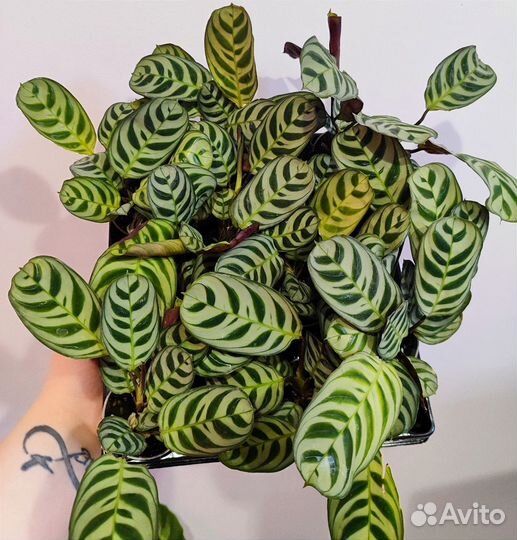 Калатея ктенанта бурле Маркс