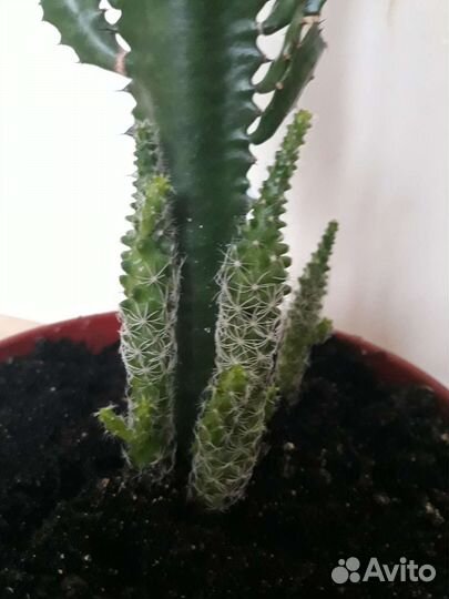 Молочай трехгранный