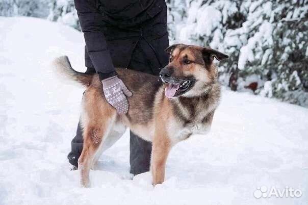 Особенная собака ищет дом