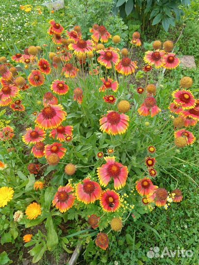 Лилейники, флоксы, гортензия, хризантемы