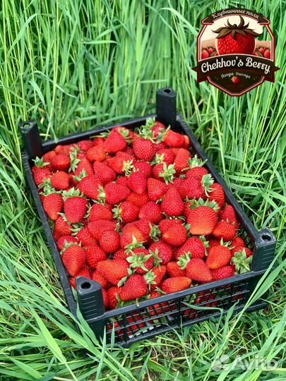 Клубника Albion