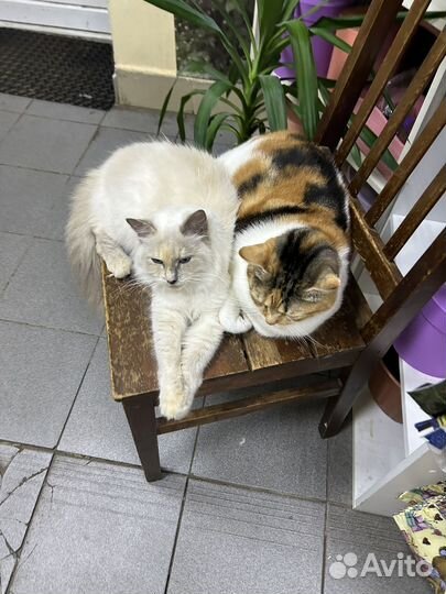 Отдам в добрые руки кошек
