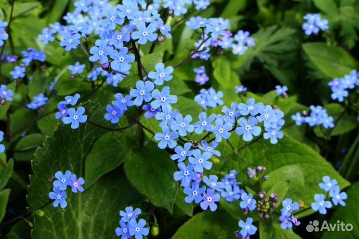 Цветы садовые