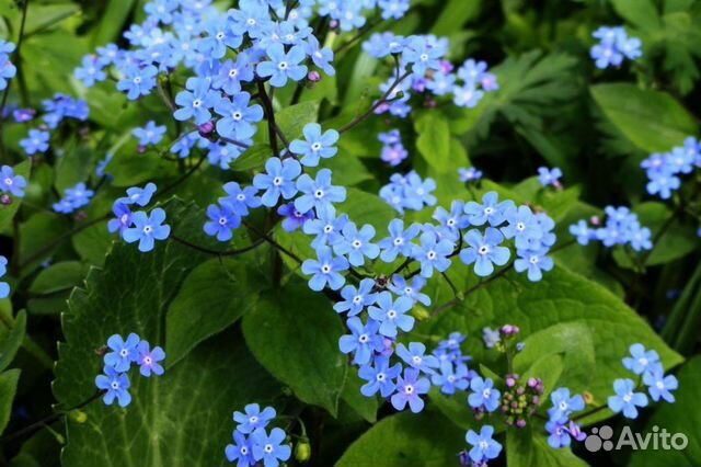 Цветы садовые