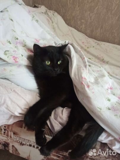 Котик на вязку