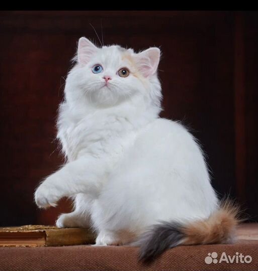 Шотландская разноглазая девочка