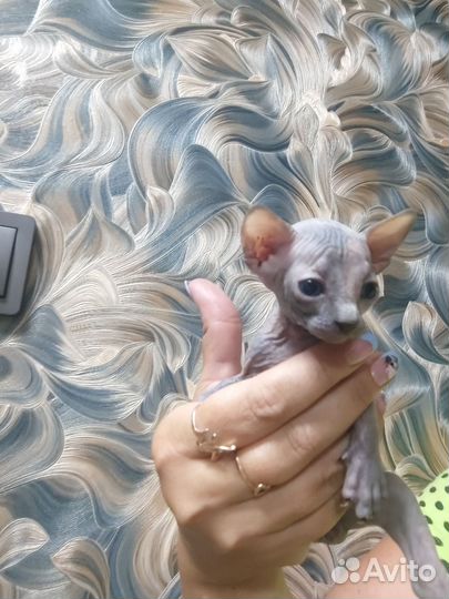 Котята сфинкс