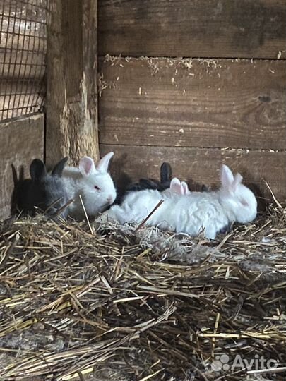 Кролики Крольчихи