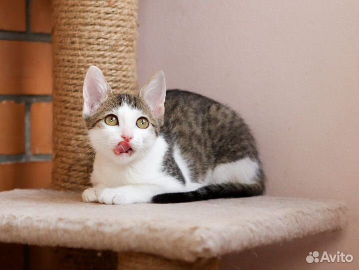 Котёнок Люси в добрые руки