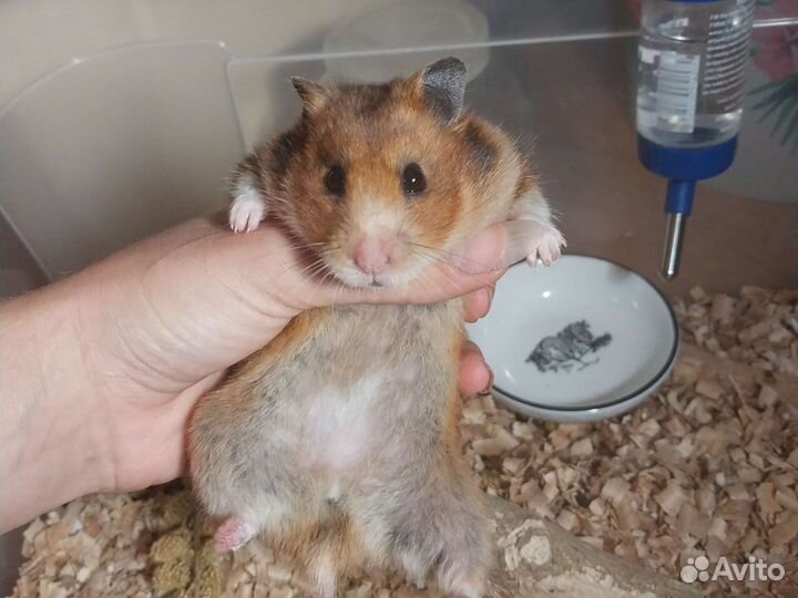 Сирийский хомяк бесплатно