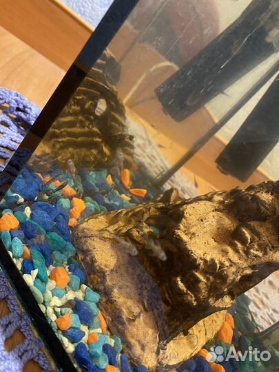 Сомики анциструсы