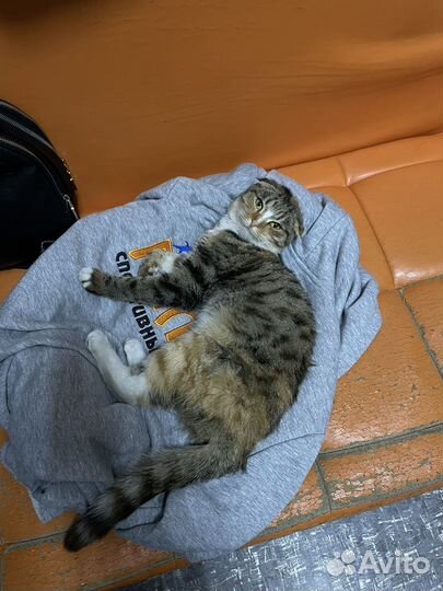 Найдена кошка во 2 Иркутске