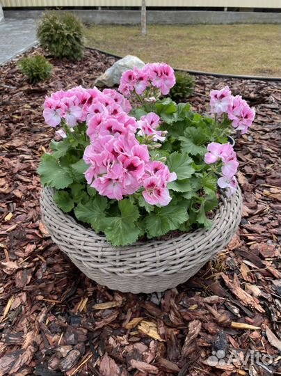 Плетеные кашпо из ротанга