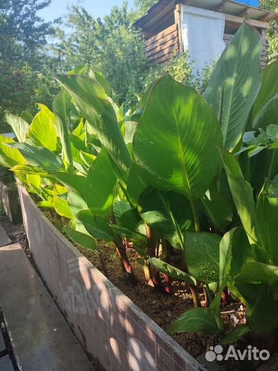 Цветы канны