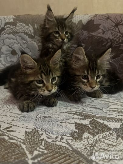 Котята Мэйн-кун