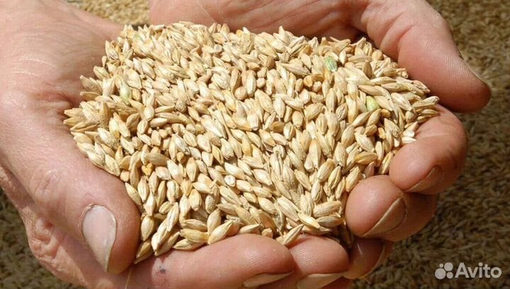 Зерно ячмень
