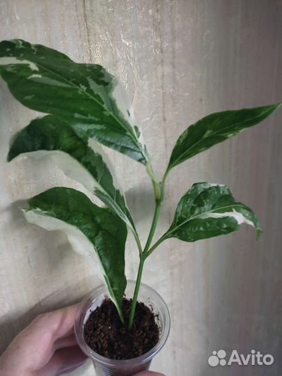 Редкие комнатные растения