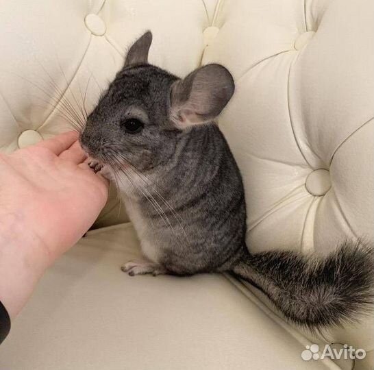 Продам шиншилу