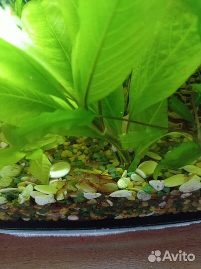 Аквариумные креветки