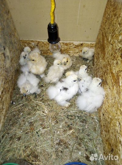 Цыплята
