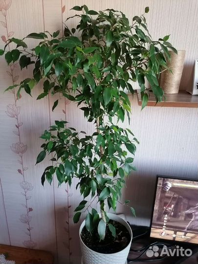 Фикус Бенджамина мелколистный