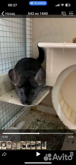 Шиншилла девочка