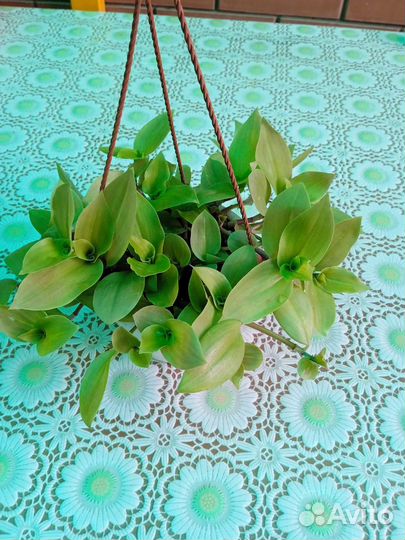 Традесканция