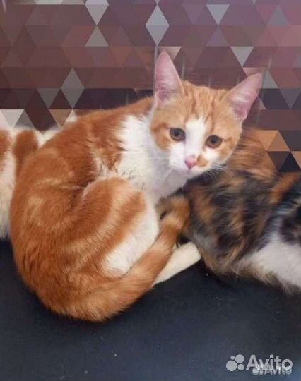 Кошка стерилизованная