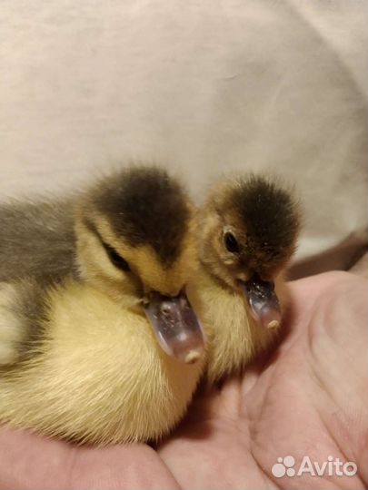 Утята суточные и подрощенные