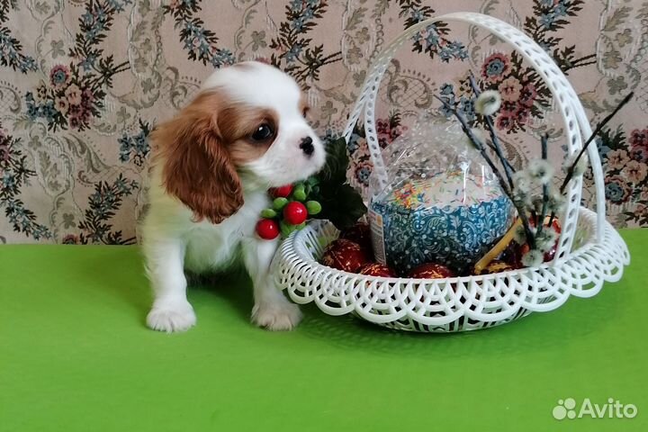 Мальчик с пальчик