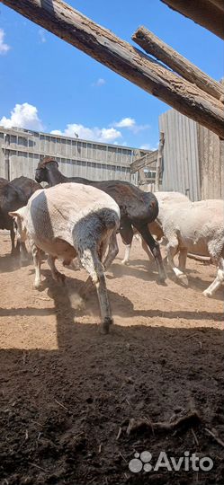 Качкари На племя