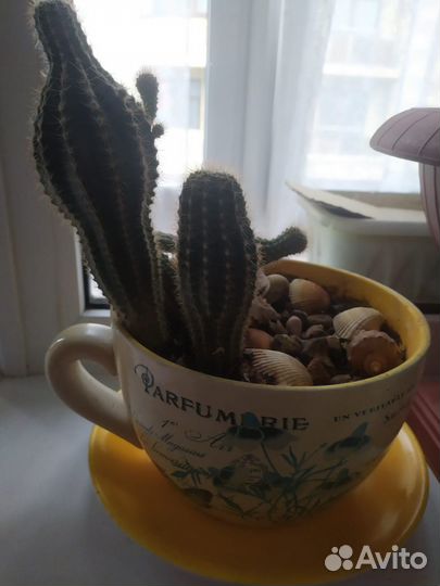 Комнатные растения