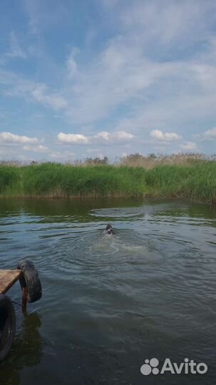 Курцхаар вязка