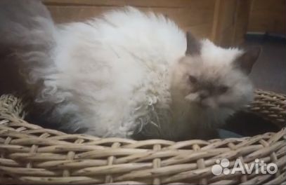 Сладкая девочка, кудряшка, 4 мес