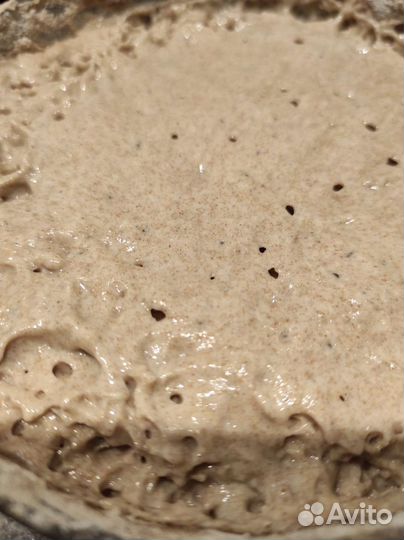 Закваска ржаная