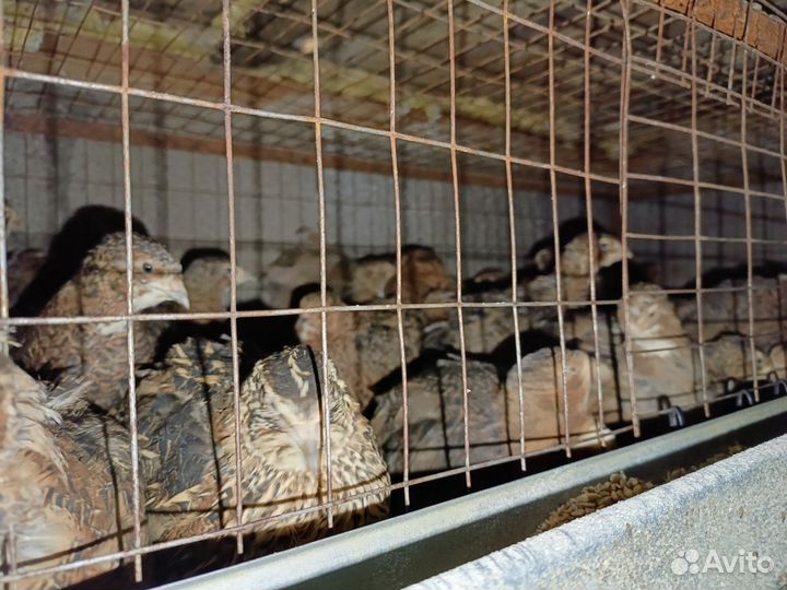 Перепела,инкубационное яйцо