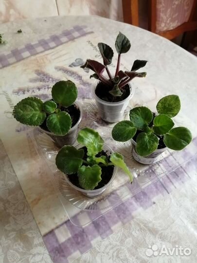 Фиалки набор