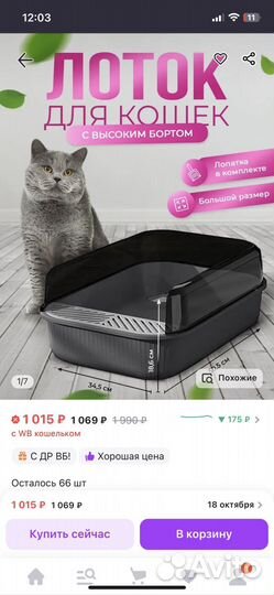 Шотландская прямоухая кошка