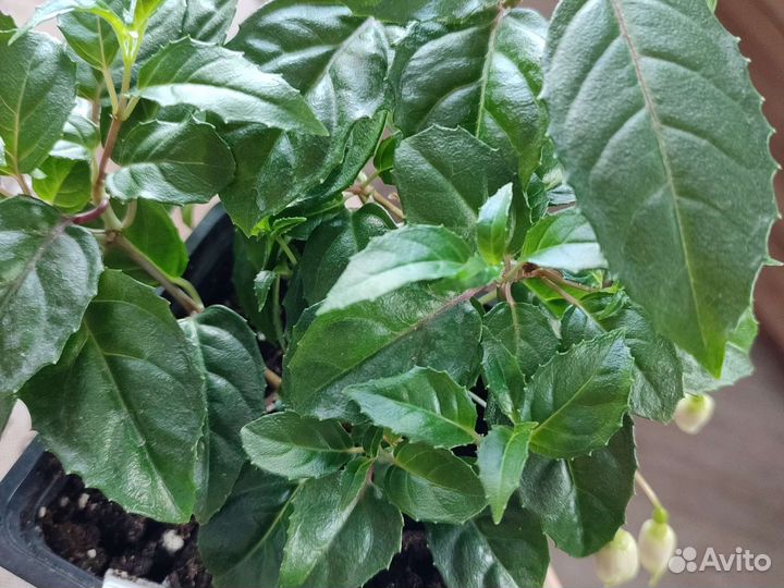 Фуксия Billy, фуксия Марленс тойка,бегония