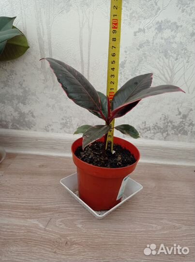 Фикусы и шеффлера детки с корневой