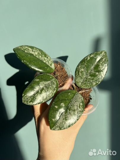 Хойя wilbur graves